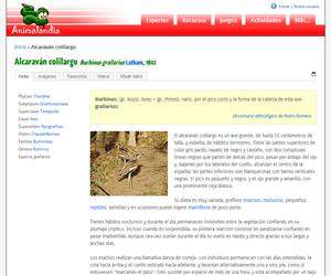 Alcaraván colilargo (Burhinus magnirostris)