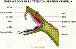 Serpent (Dictionnaire Visuel)