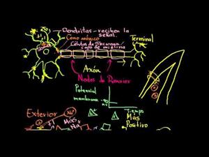 Conducción saltatoria en las neuronas (Khan Academy Español)