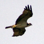 El Águila pescadora (Pandion haliaetus)