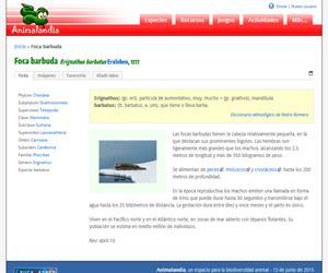 Foca barbuda (Erignathus barbatus)