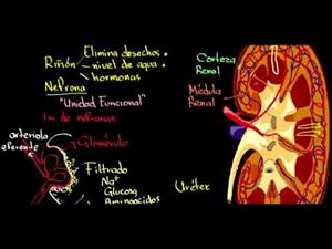 El riñón y la nefrona (Khan Academy Español)