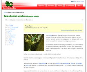Rana arborícola venulosa (Phrynohyas venulosa)