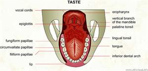 Taste  (Visual Dictionary)