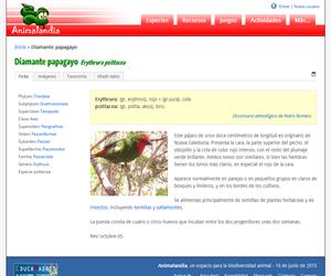 Diamante papagayo (Erythrura psittacea)