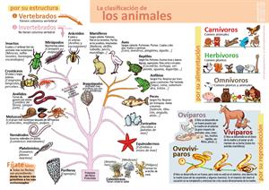 La clasificación de los animales (Infografía y hoja de examen 6º Primaria)