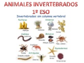 Animales invertebrados 1º eso (Óscar Malo)