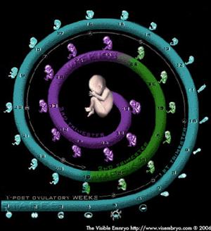 Visible Embryo. National Institutes of Child Health and Human Development