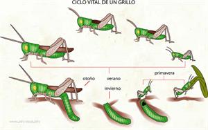 Grillo (Diccionario visual)