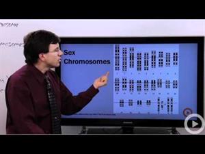 Sex Chromosomes