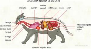 Anatomia interna de un gato (Diccionario visual)