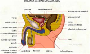 Organos genitales masculinos (Diccionario visual)
