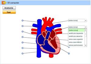 Partes del corazón, infografía y test interactivo (educaplus.org)