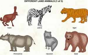 Different land animals 1  (Visual Dictionary)