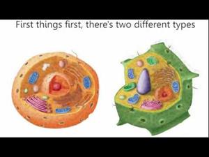 Cells, Cells. Parts of the Cell Rap