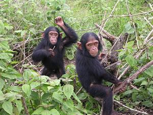 Bonobos, chimpancés y seres humanos. Gooru