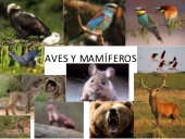 Aves y mamíferos: clasificación y características