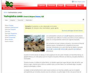 Vuelvepiedras común (Arenaria interpres )