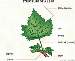 Leaf  (Visual Dictionary)