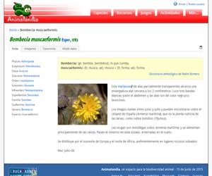 Bembecia muscaeformis (Bembecia muscaeformis)