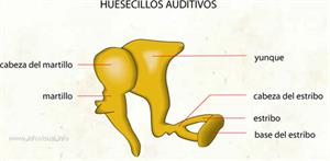 Huesecillos auditivos (Diccionario visual)