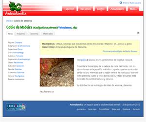 Gobio de Madeira (Mauligobius maderensis)