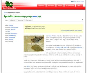 Agachadiza común (Gallinago gallinago )