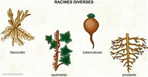 Racines (Dictionnaire Visuel)