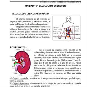 Aparato excretor: aparato urinario humano