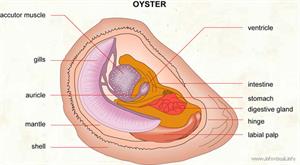 Oyster  (Visual Dictionary)