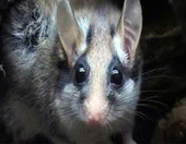 Rata cellarda, la rata de l'antifaç (Edu3.cat)