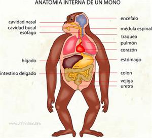 Mono (Diccionario visual)