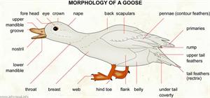 Goose  (Visual Dictionary)