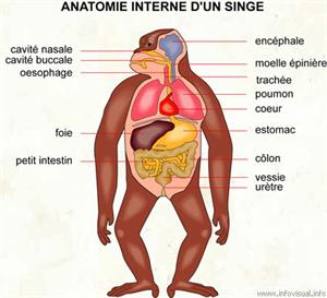 Anatomie interne d'un singe (Dictionnaire Visuel)