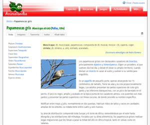 Papamoscas gris (Muscicapa striata)