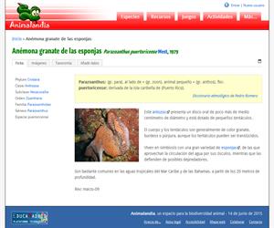 Anémona granate de las esponjas (Parazoanthus puertoricense)