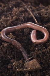 Earthworms and Plant Growth - Are They Related?