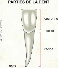 Parties de la dent (Dictionnaire Visuel)