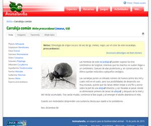 Carraleja común (Meloe proscarabaeus )
