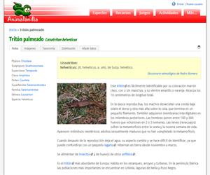 Tritón palmeado (Lissotriton helveticus)