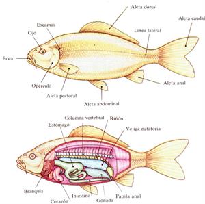 Disección de un pez óseo. McLibre