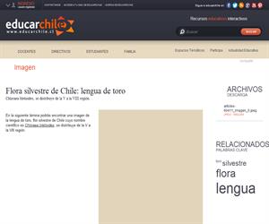 Flora silvestre de Chile: lengua de toro (Educarchile)