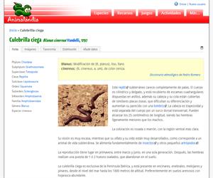 Culebrilla ciega (Blanus cinereus)