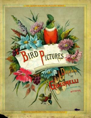 Bird pictures (International Children's Digital Library)