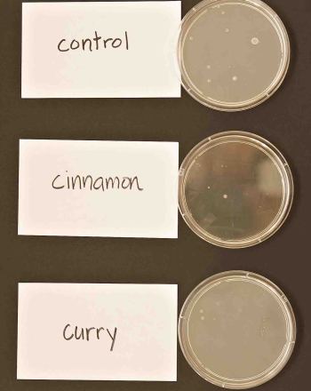 Ability of Curry and Cinnamon to Inhibit Bacterial Growth