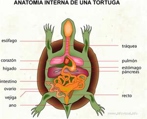 Anatomia interna de una tortuga (Diccionario visual)