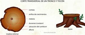 Corte transversal de un tronco y tocón (Diccionario visual)