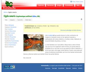Cigala canaria (Enoplometopus antillensis)