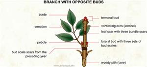 Branch with opposite buds  (Visual Dictionary)