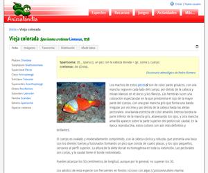 Vieja colorada (Sparisoma cretense )